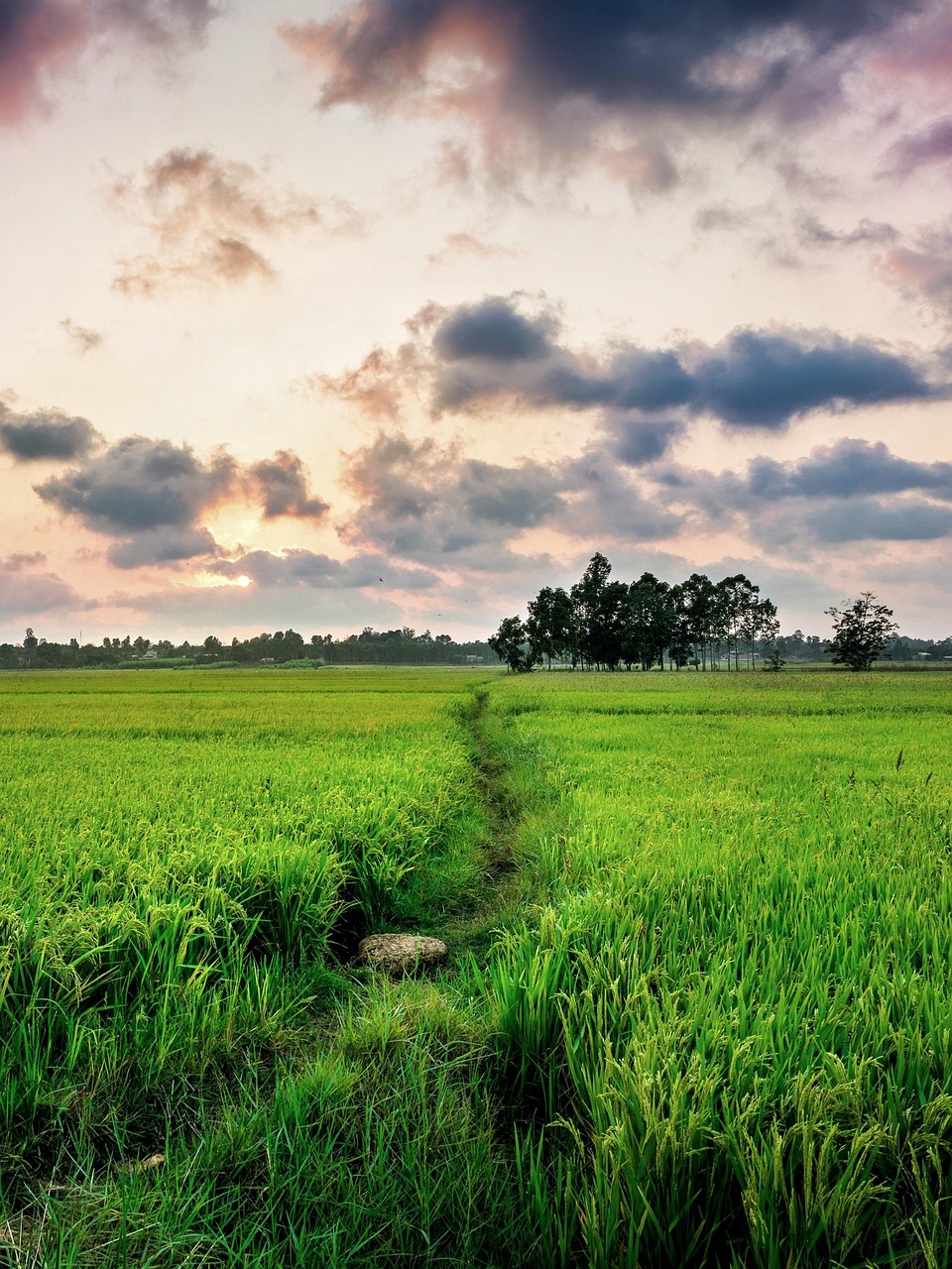 nature, green, crops, paddy, bangladesh, bangladesh, bangladesh, bangladesh, bangladesh, bangladesh