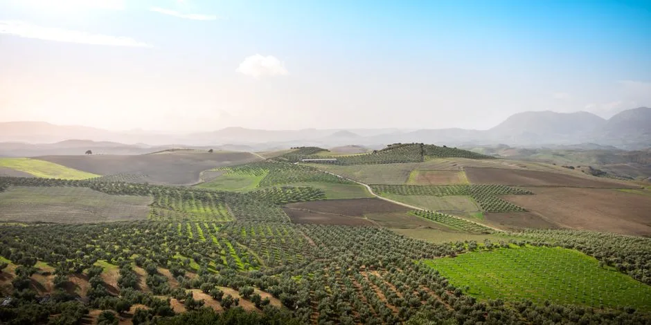 Paisaje de olivar en Córdoba con pozos de riego agrícola y acuíferos subterráneos