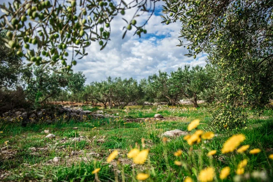 Equipo de perforación realizando un sondeo en una finca de olivar de Jaén dentro de un estudio hidrogeológico en Jaén para la Confederación Hidrográfica del Guadalquivir